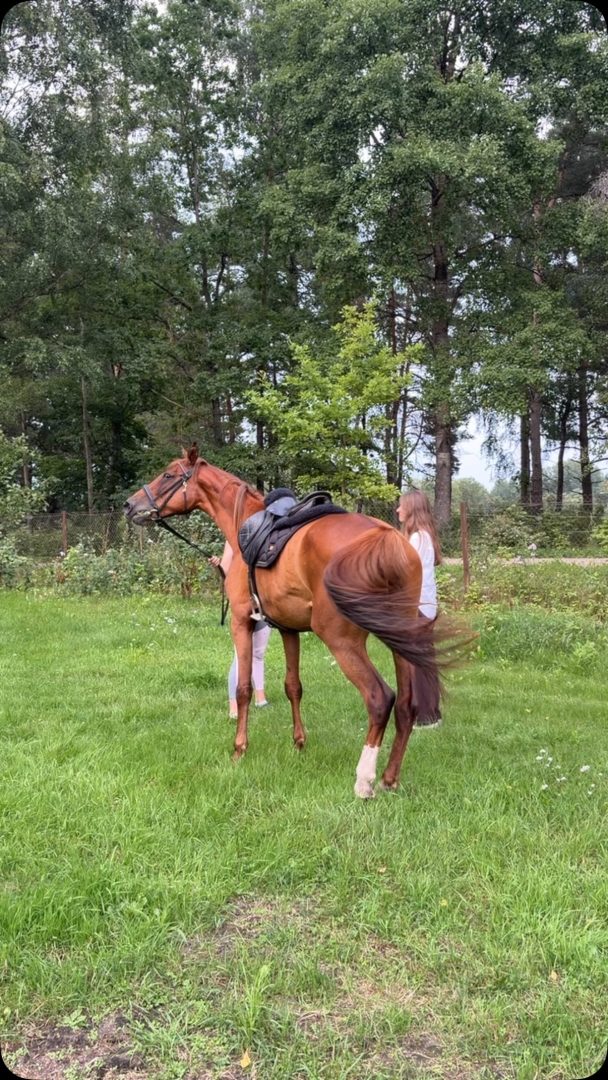 Horse Photoshoot in Latvia — Instagram