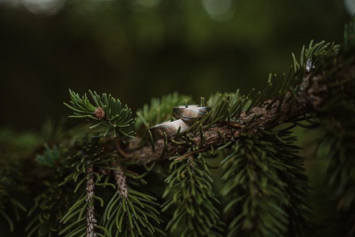 Wedding rings on a green spruce branch